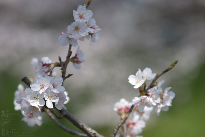 箸尾(高田川)_桜_2013yaotomi_8s.jpg