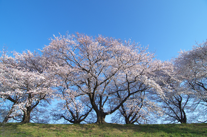 背割堤_桜_2013yaotomi_58s.jpg