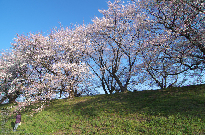 背割堤_桜_2013yaotomi_61s.jpg