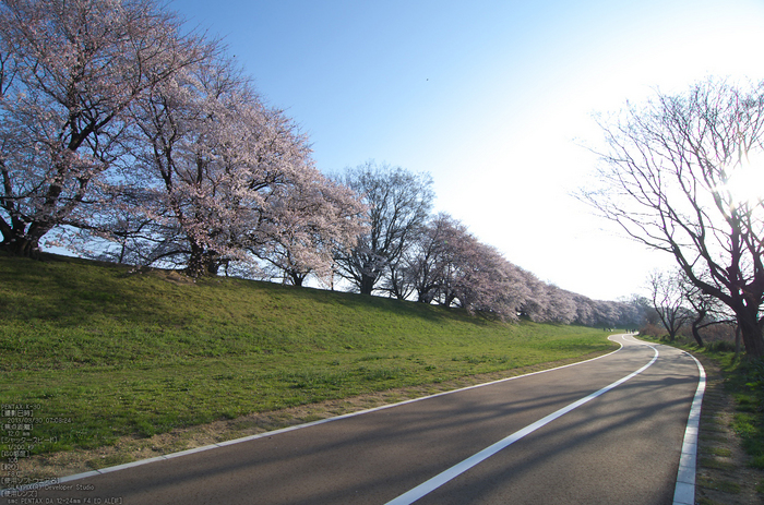 背割堤_桜_2013yaotomi_63s.jpg