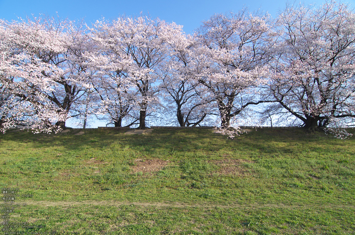 背割堤_桜_2013yaotomi_65s.jpg