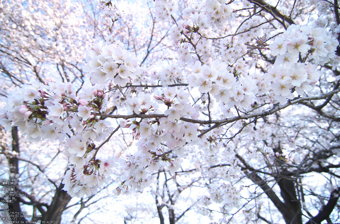 背割堤_桜_2013yaotomi_67s.jpg