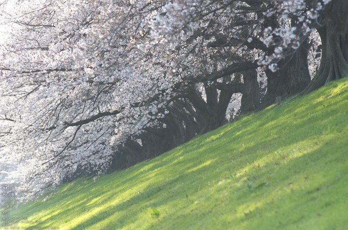 背割堤_桜_2013yaotomi_68s.jpg