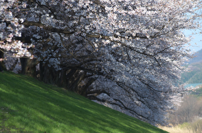 背割堤_桜_2013yaotomi_70s.jpg