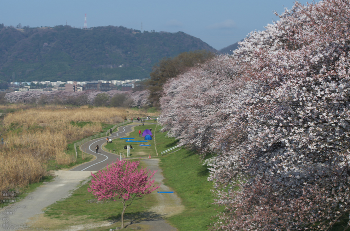 背割堤_桜_2013yaotomi_71s.jpg