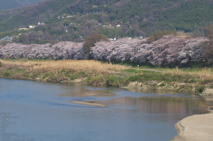 背割堤_桜_2013yaotomi_72s.jpg