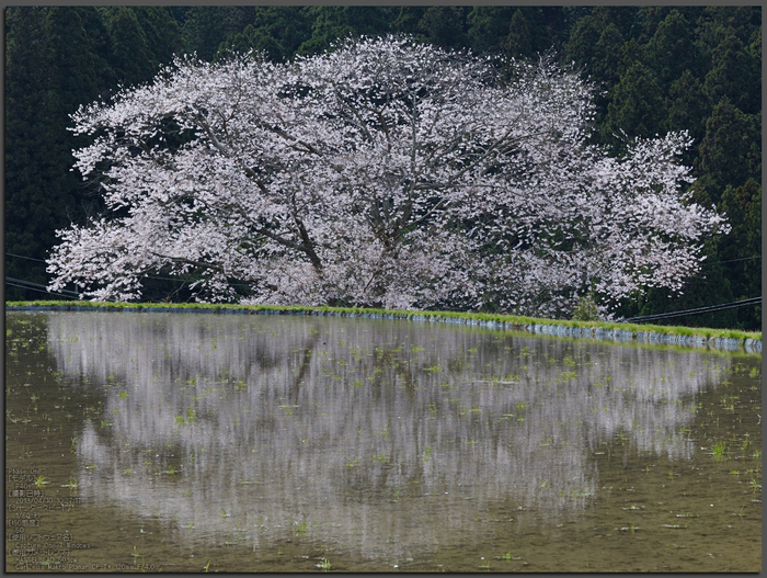 諸木野の桜_2013yaotomi_1st.jpg