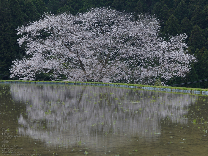 諸木野の桜_2013yaotomi_2s.jpg