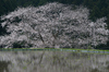 諸木野の桜_K5IIs_2013yaotomi_3f.jpg