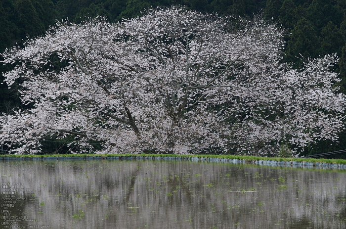 諸木野の桜_K5IIs_2013yaotomi_3s.jpg