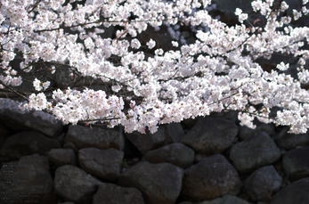 郡山城跡_桜_2013yaotomi_11s.jpg