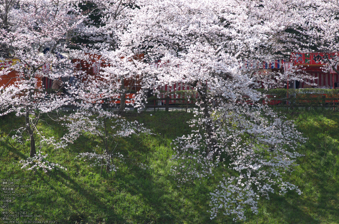 郡山城跡_桜_2013yaotomi_12s.jpg