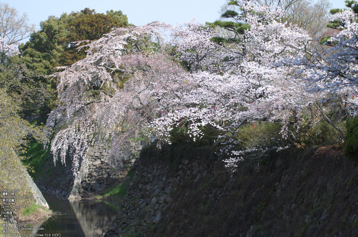 郡山城跡_桜_2013yaotomi_16s.jpg