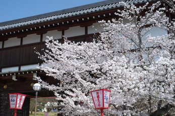 郡山城跡_桜_2013yaotomi_20s.jpg