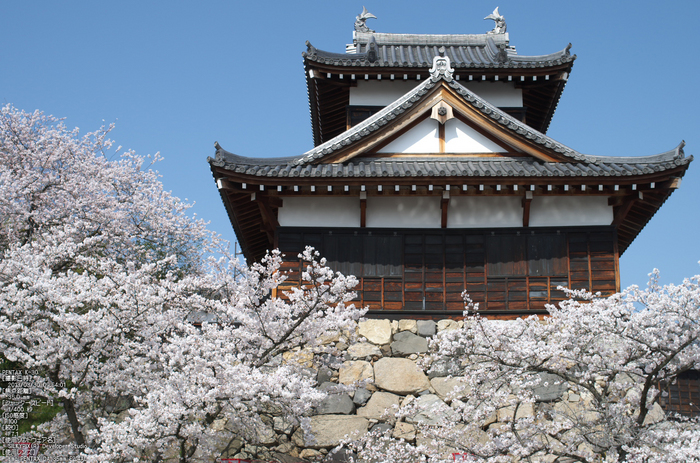 郡山城跡_桜_2013yaotomi_22s.jpg