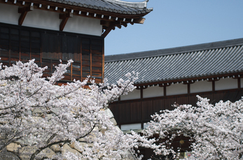 郡山城跡_桜_2013yaotomi_25s.jpg