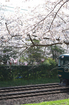 郡山城跡_桜_2013yaotomi_27s.jpg