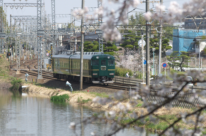 郡山城跡_桜_2013yaotomi_28s.jpg