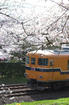 郡山城跡_桜_2013yaotomi_30s.jpg