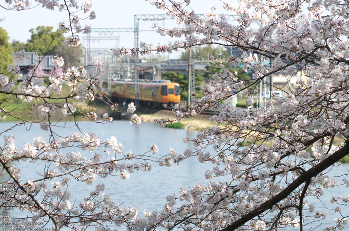 郡山城跡_桜_2013yaotomi_7s.jpg