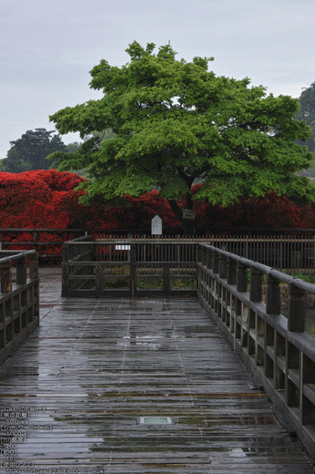 長岡天満宮のキリシマツツジ_2013yaotomi_10s.jpg