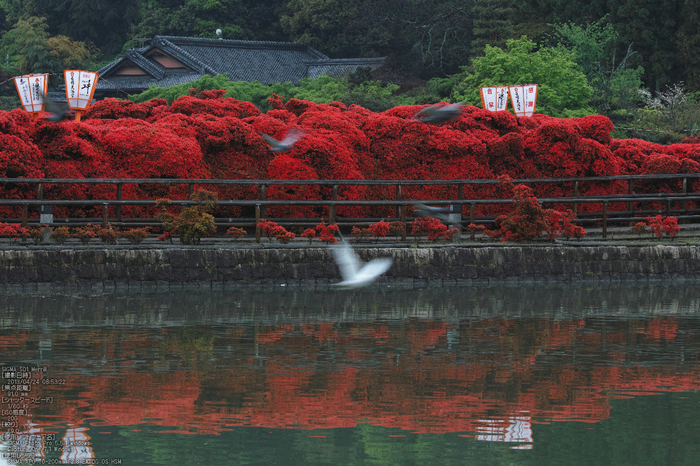 長岡天満宮のキリシマツツジ_2013yaotomi_23s.jpg