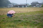 写真散歩会・お写ん歩_20130511yaotomi_157s.jpg