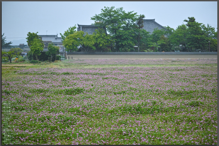 写真散歩会・お写ん歩_20130511yaotomi_161st.jpg