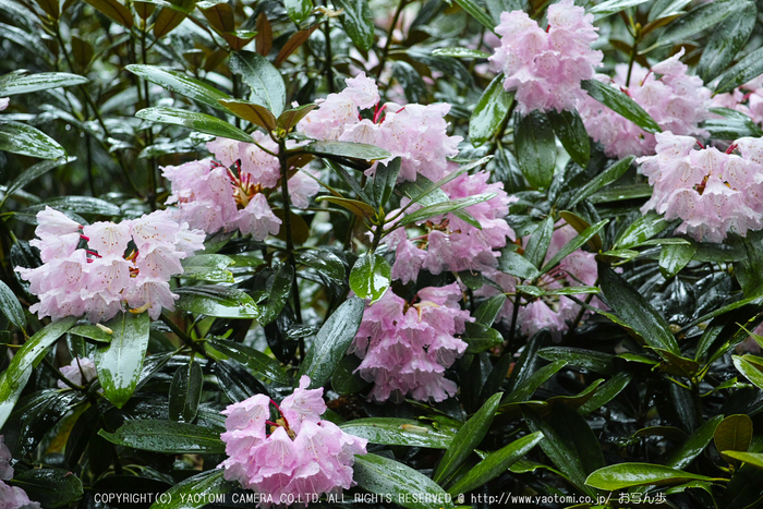 写真散歩会・お写ん歩_20130511yaotomi_16s.jpg