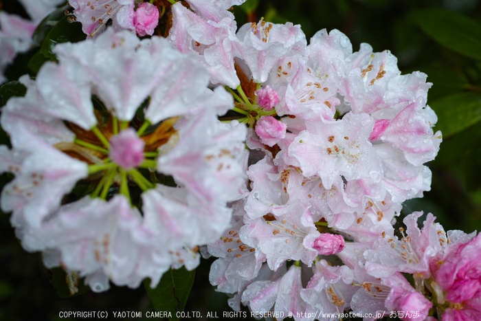 写真散歩会・お写ん歩_20130511yaotomi_23s.jpg