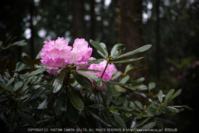 写真散歩会・お写ん歩_20130511yaotomi_31s.jpg