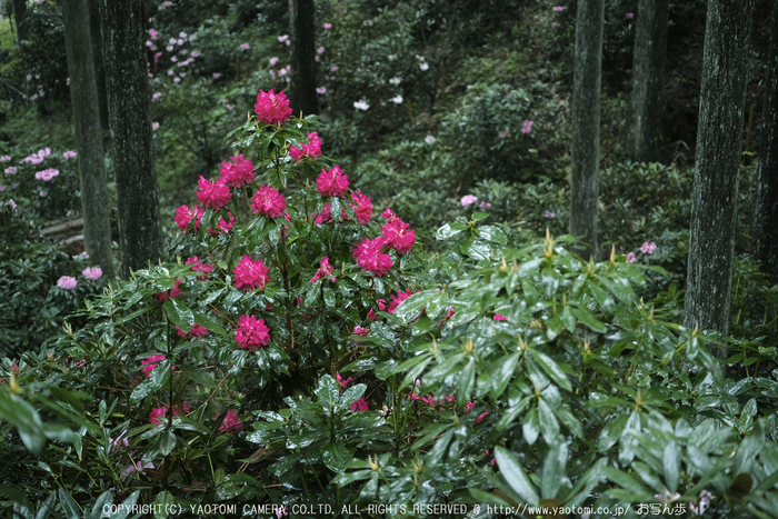 写真散歩会・お写ん歩_20130511yaotomi_35s.jpg