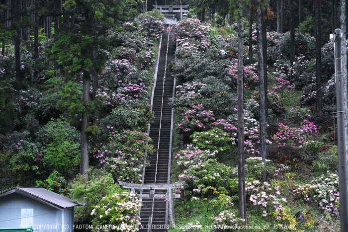 写真散歩会・お写ん歩_20130511yaotomi_5s.jpg