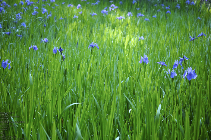 大田神社の杜若_2013yaotomi_11s.jpg