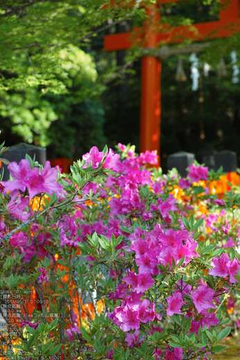 大田神社の杜若_2013yaotomi_23s.jpg