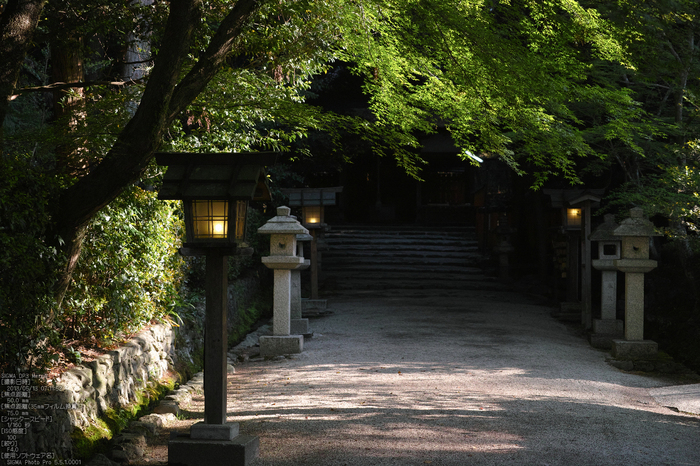 大田神社の杜若_2013yaotomi_25s.jpg