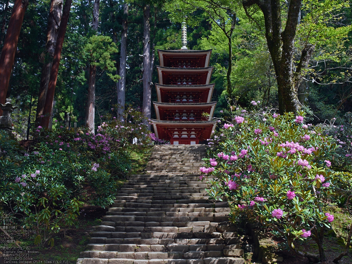 室生寺の石楠花_2013yaotomi_12s.jpg