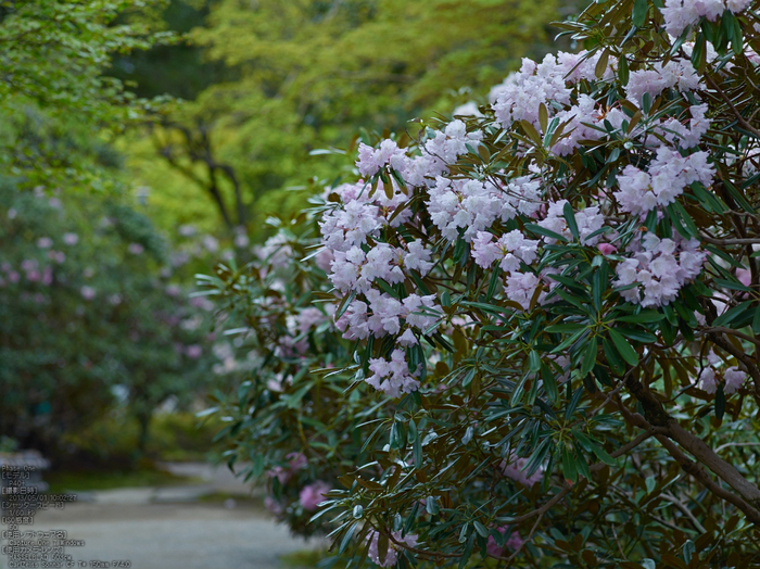 室生寺の石楠花_2013yaotomi_18s.jpg