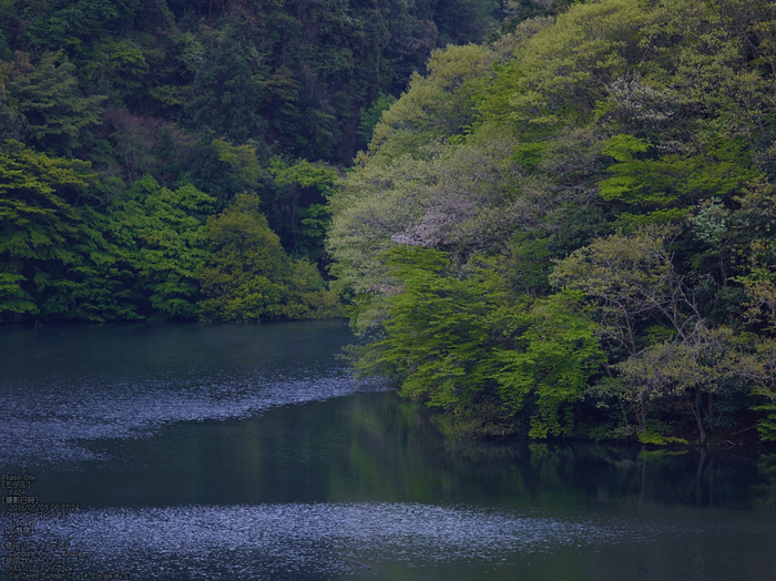 室生湖の新緑_2013yaotomi_8s.jpg