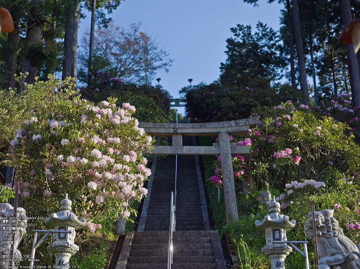 弁財天石楠花の丘_LeafAptusII8_2013yaotomi_12s.jpg