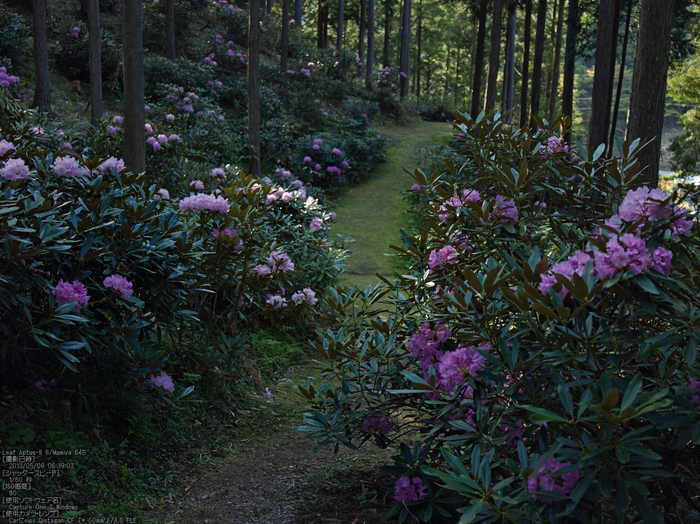 弁財天石楠花の丘_LeafAptusII8_2013yaotomi_7s.jpg