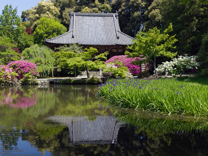 長岳寺のツツジ_2013yaotomi_13s.jpg