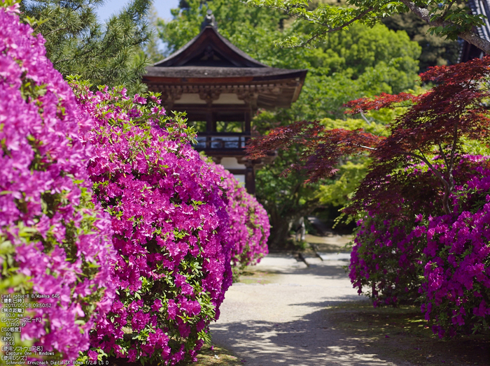 長岳寺のツツジ_2013yaotomi_8s.jpg