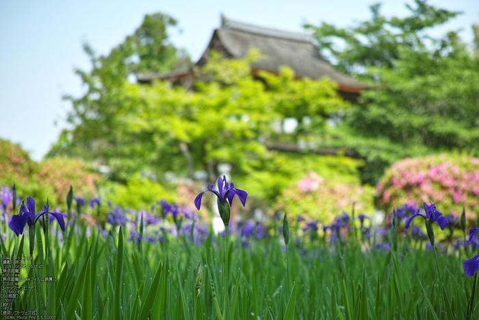 長岳寺の杜若_DP1m_2013yaotomi_15s.jpg