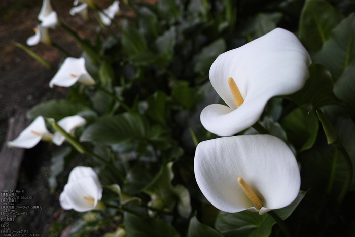 長岳寺の杜若_DP1m_2013yaotomi_22s.jpg