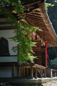 長岳寺の杜若_DP1m_2013yaotomi_23s.jpg