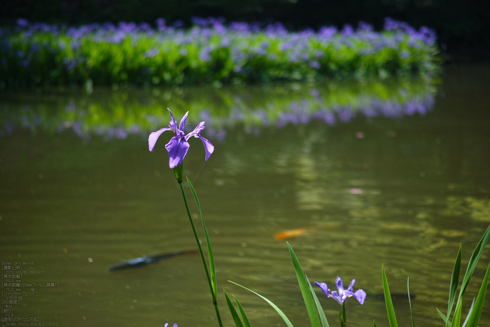 長岳寺の杜若_DP1m_2013yaotomi_26s.jpg