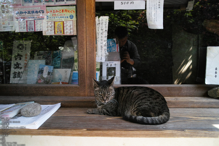 長岳寺の杜若_DP1m_2013yaotomi_28s.jpg