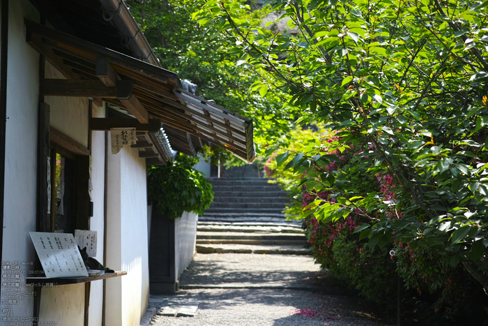 長岳寺の杜若_DP1m_2013yaotomi_30s.jpg