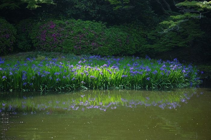 長岳寺の杜若_DP1m_2013yaotomi_7s.jpg